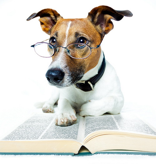 dog-reading-a-book